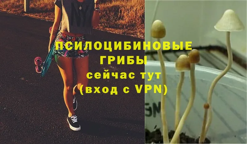 Галлюциногенные грибы Psilocybe  Волгореченск 